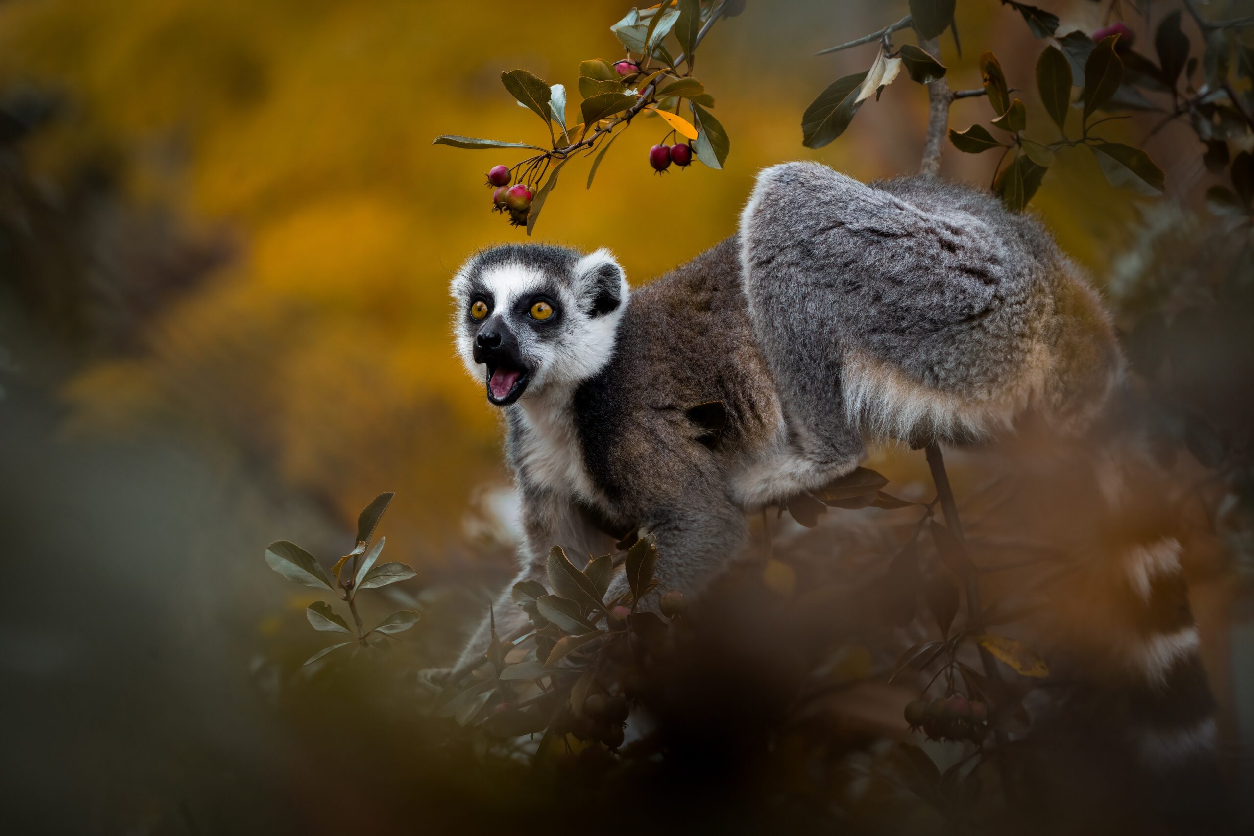 Lemur kata