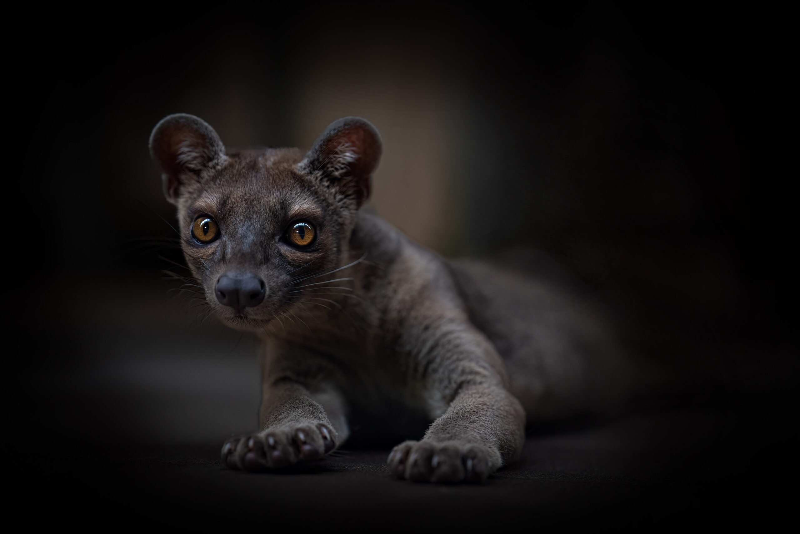 Fosa madagaskarská